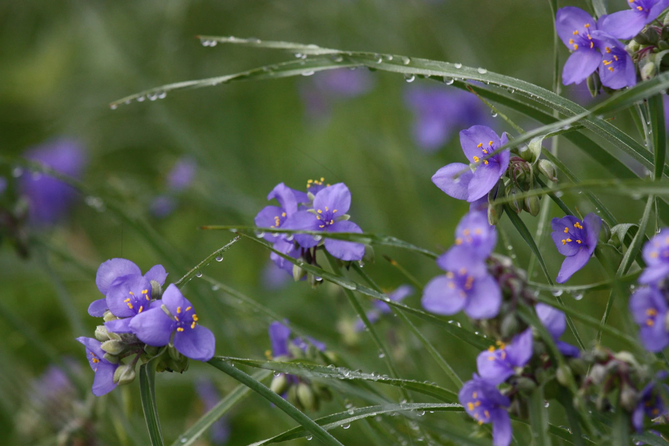 Ohio Spiderwort (Tradescantia ohiensis) with honeybee, native wildflower, Hamilton Native Outpost