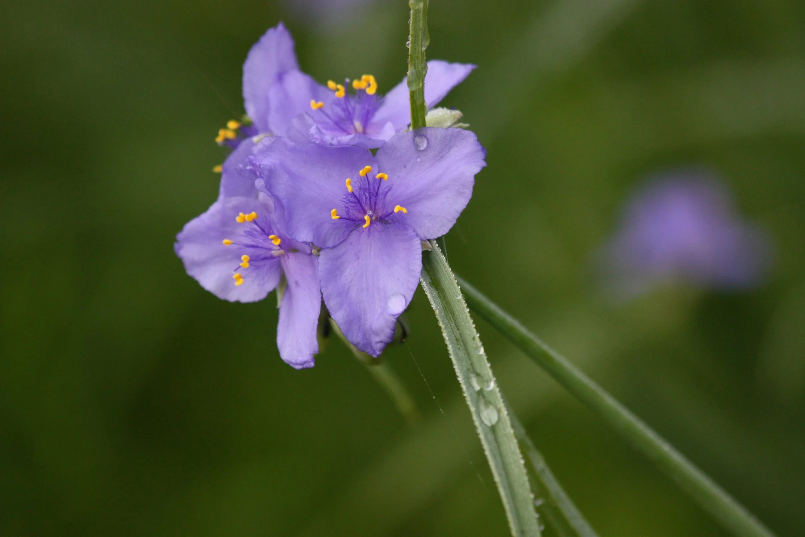 Ohio Spiderwort (Tradescantia ohiensis) with honeybee, native wildflower, Hamilton Native Outpost