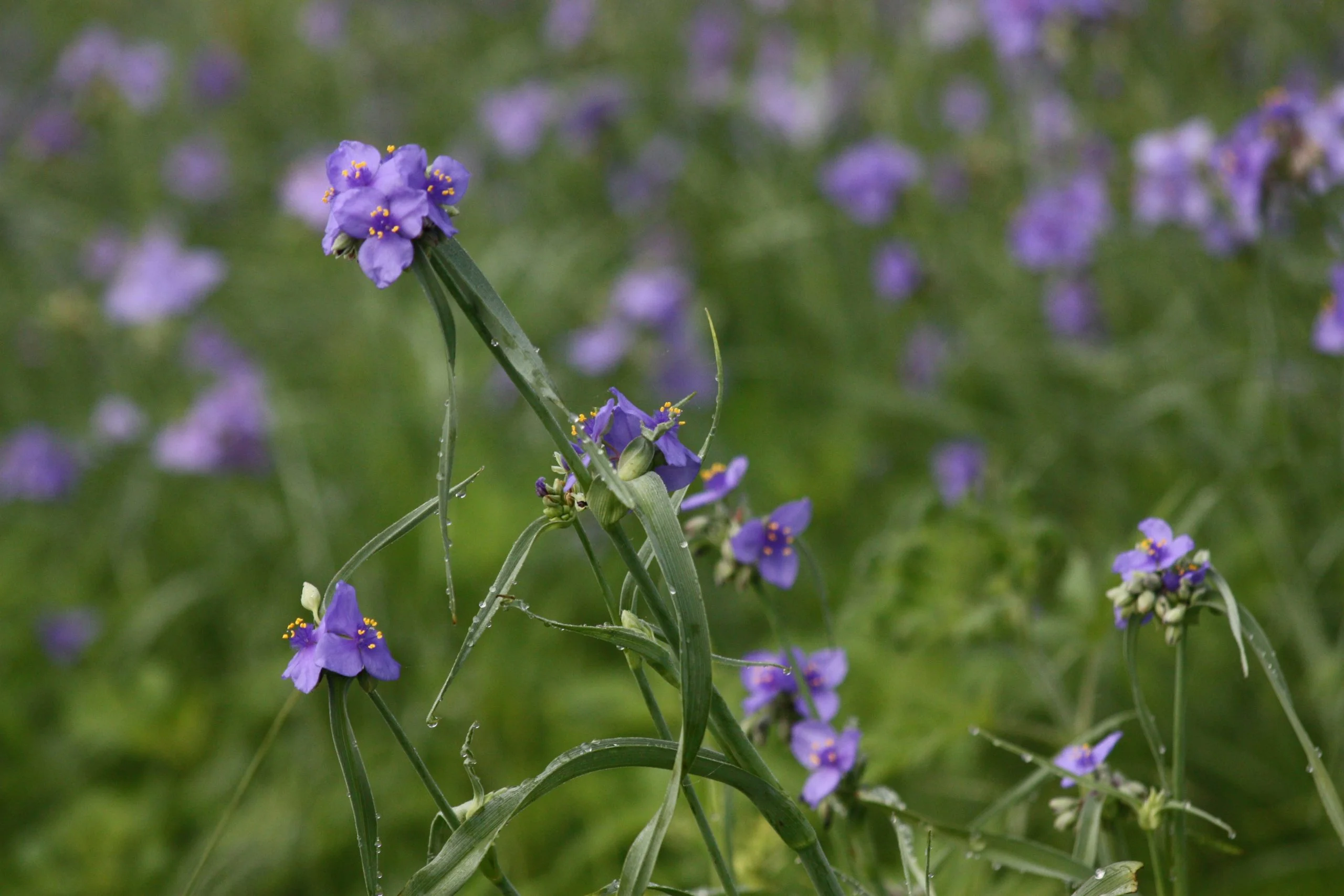 Ohio Spiderwort (Tradescantia ohiensis) with honeybee, native wildflower, Hamilton Native Outpost
