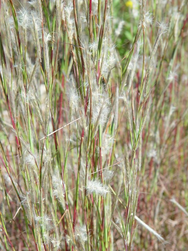 Splitbeard (Andropogon ternarius), grass, Hamilton Native Outpost