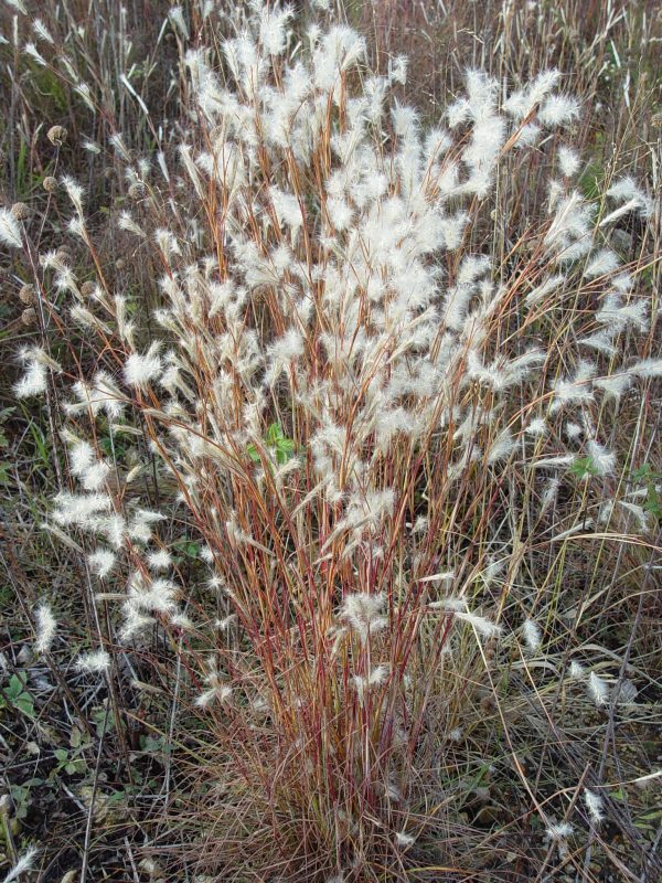 Splitbeard (Andropogon ternarius), grass, Hamilton Native Outpost