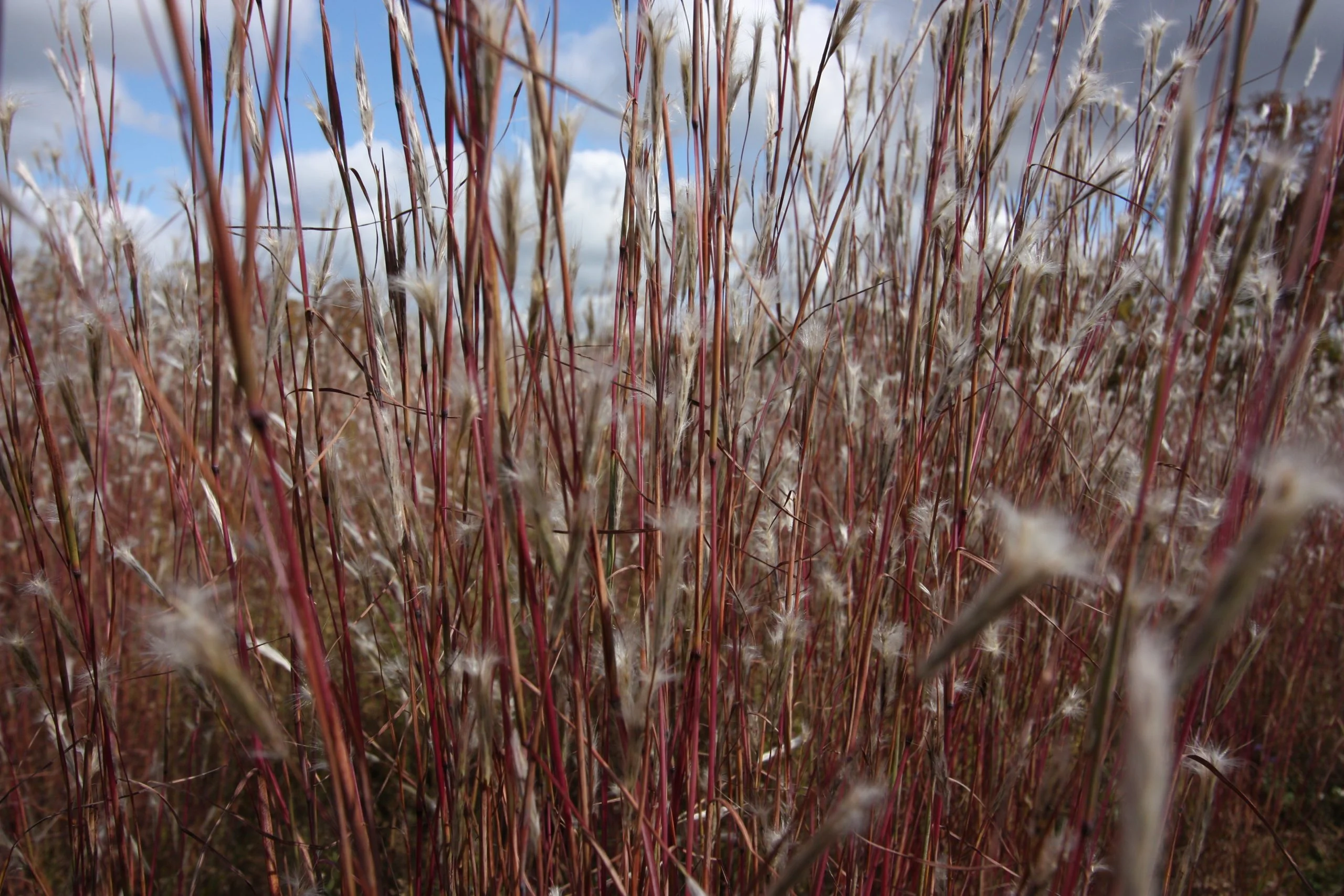 Splitbeard (Andropogon ternarius), grass, Hamilton Native Outpost