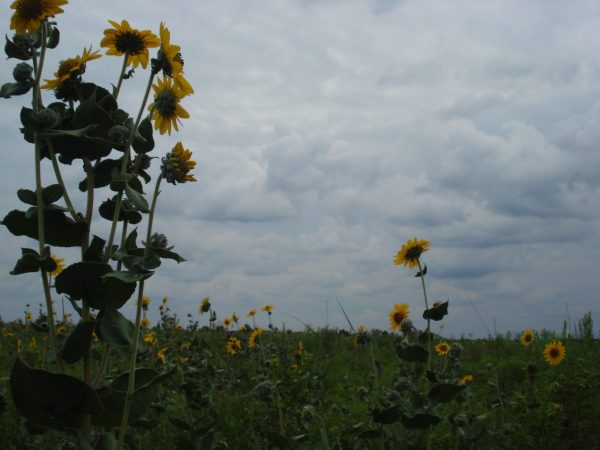 Ashy Sunflower (Helianthus mollis), wildflower, hamilton native outpost