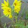 Sunflower, Maximillian (Helianthus maximilianii), native wildflower, Hamilton Native Outpost