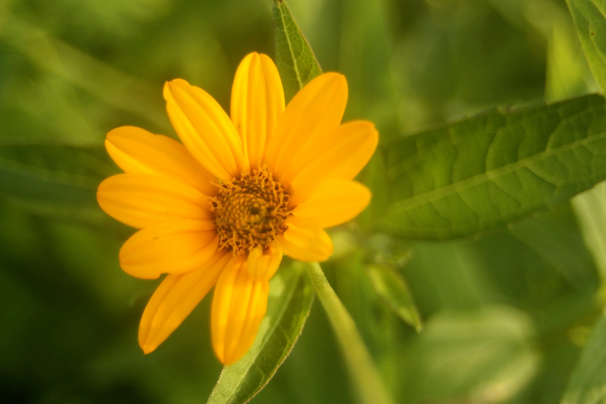 Ox-Eye Sunflower (Heliopsis helianthoides), wildflower, hamilton native outpost