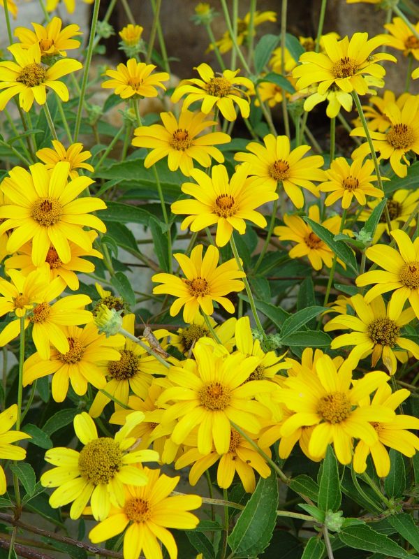 Ox-Eye Sunflower (Heliopsis helianthoides), wildflower, hamilton native outpost