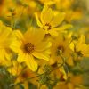 Tickseed Sunflower (Bidens aristosa), wildflower, hamilton native outpost