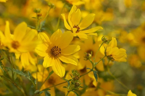Tickseed Sunflower (Bidens aristosa), wildflower, hamilton native outpost