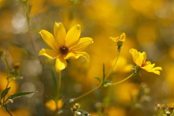 Tickseed Sunflower (Bidens aristosa), wildflower, hamilton native outpost