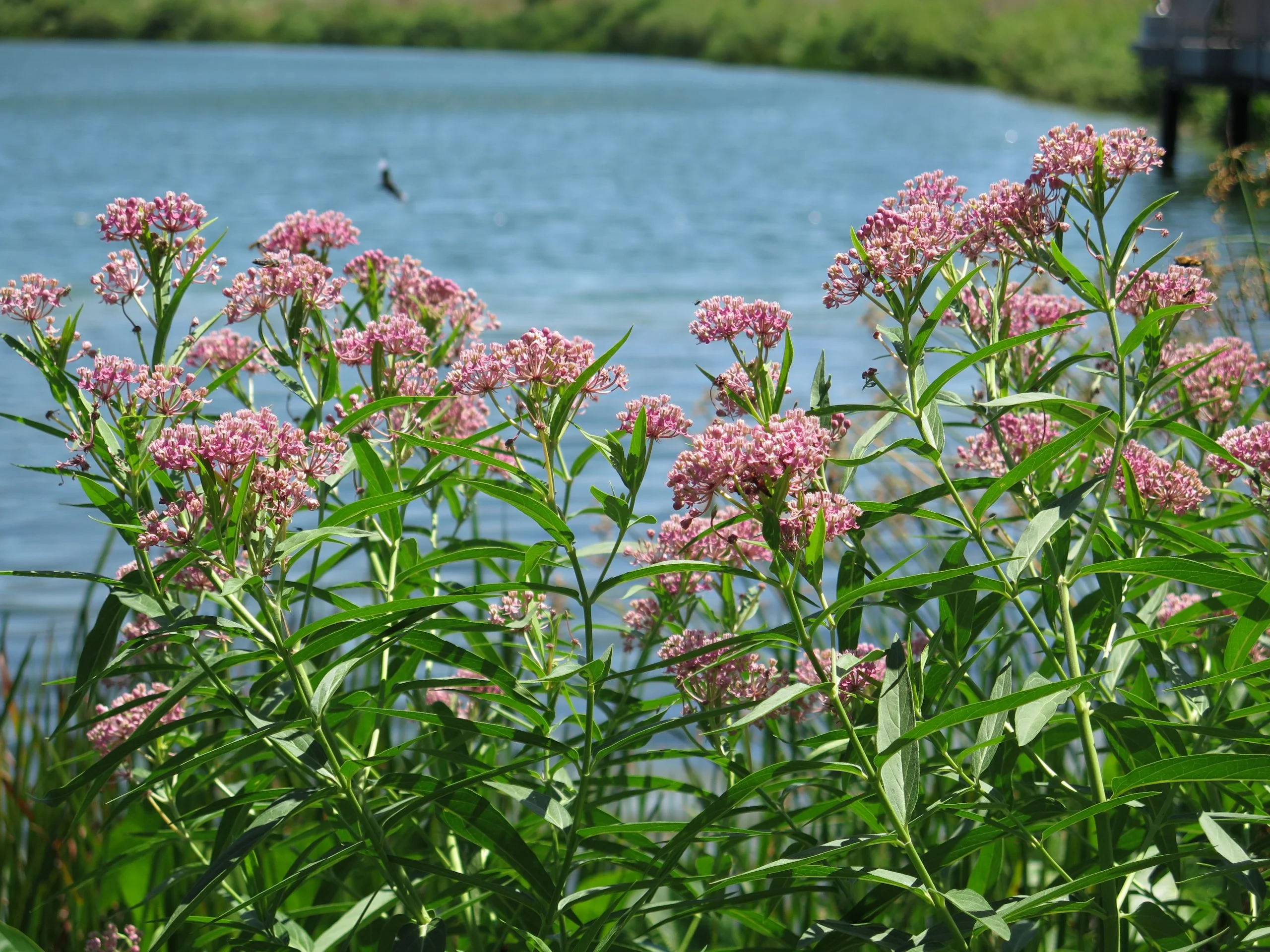 Swamp Milkweed (Asclepias incarnata), wildflower, hamilton native outpost