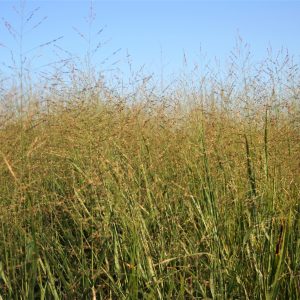 Switchgrass (Panicum virgatum), native grass, Hamilton Native Outpost