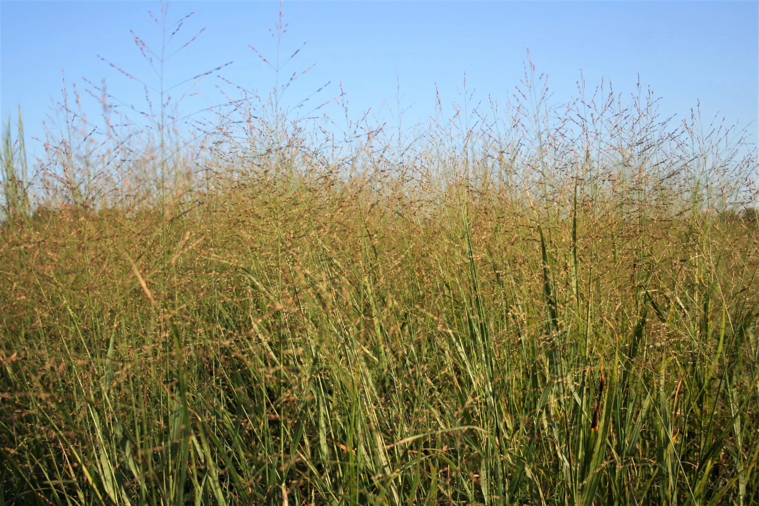 Switchgrass (Panicum virgatum), native grass, Hamilton Native Outpost