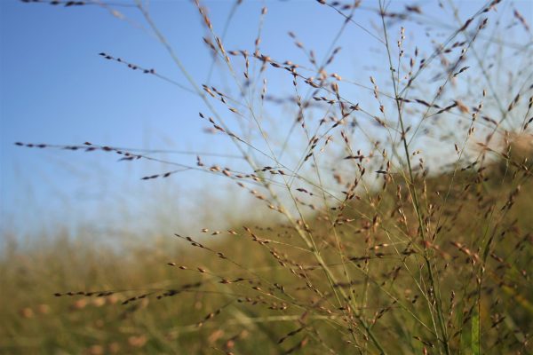 Switchgrass (Panicum virgatum), native grass, Hamilton Native Outpost