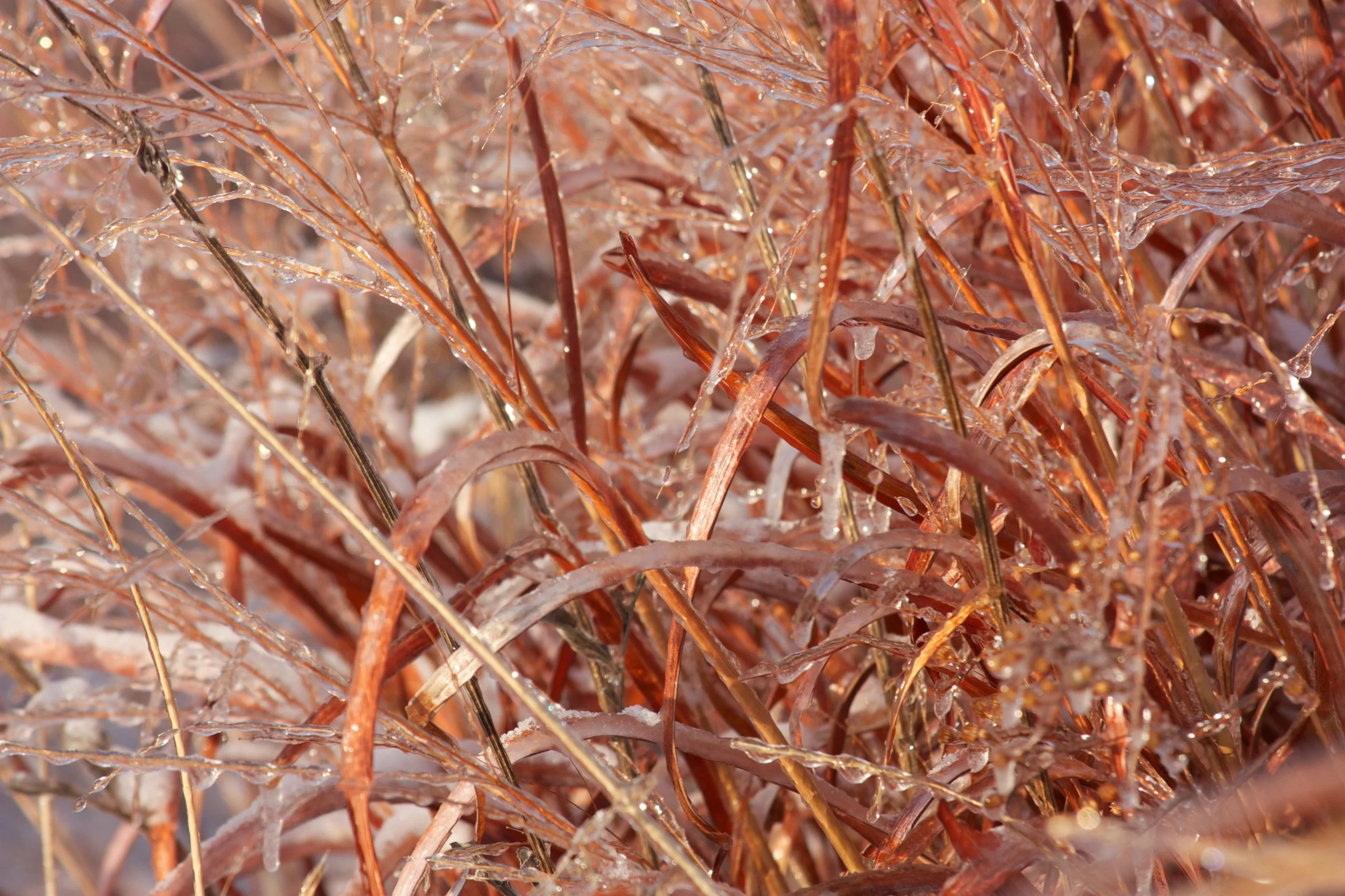 Switchgrass (Panicum virgatum), native grass, Hamilton Native Outpost