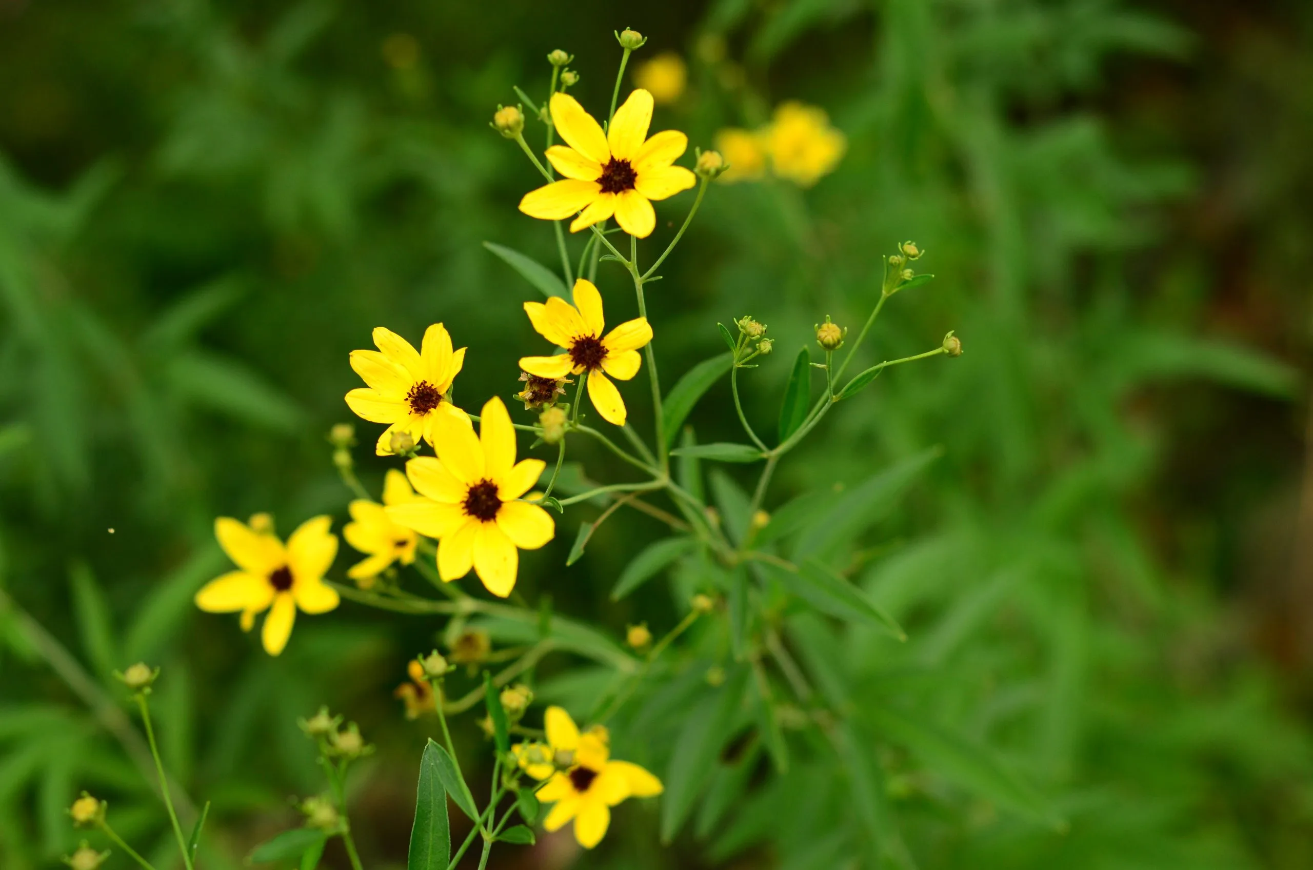Coreopsis, Tall