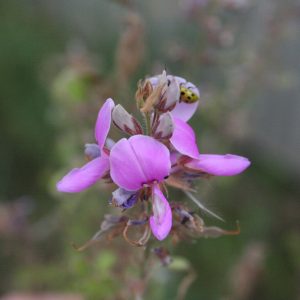Tick Trefoil, Showy