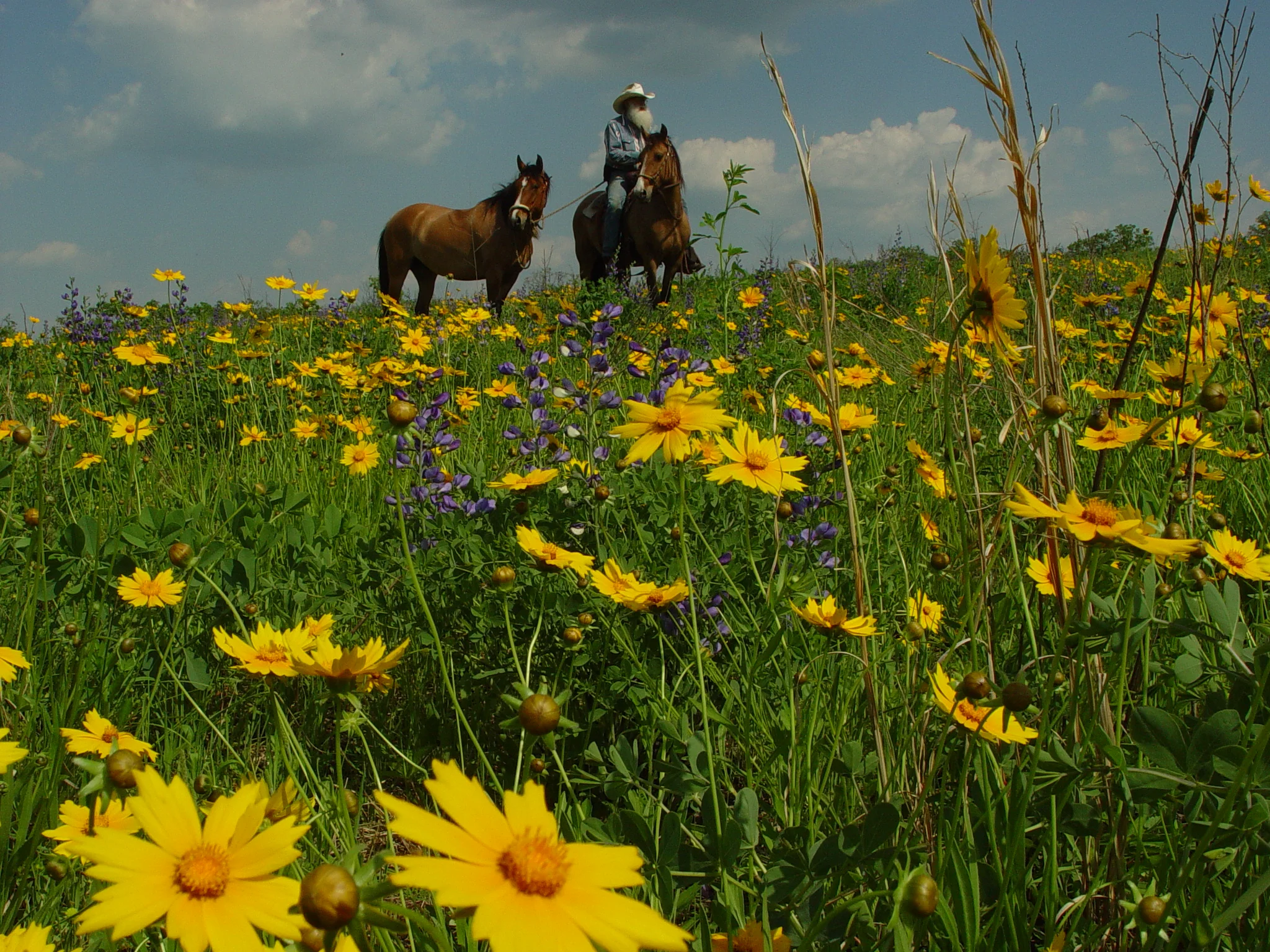 Coreopsis, Tickseed (Coreopsis lanceolata), native wildflower, Hamilton Native Outpost