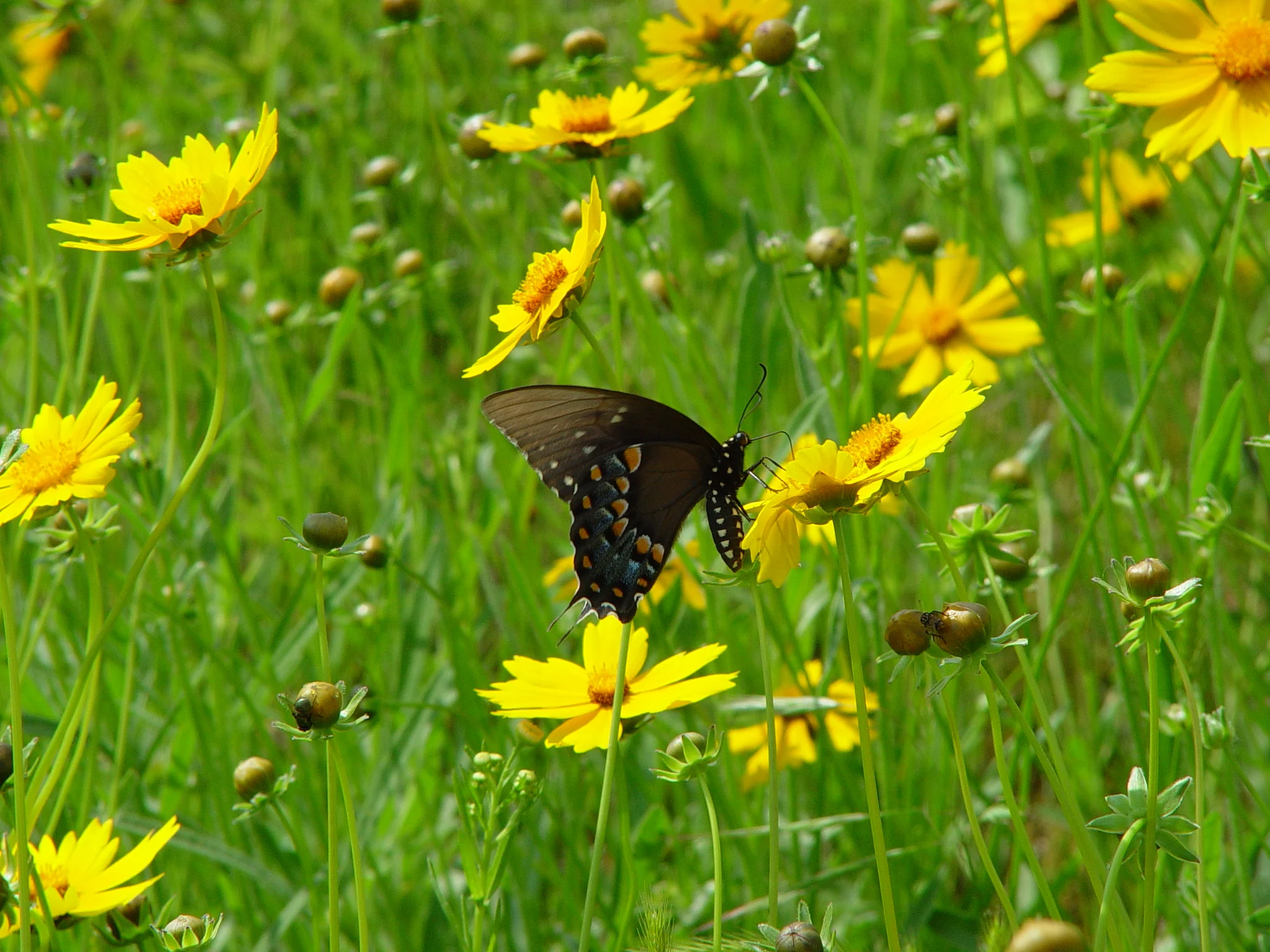Coreopsis, Tickseed (Coreopsis lanceolata), native wildflower, Hamilton Native Outpost