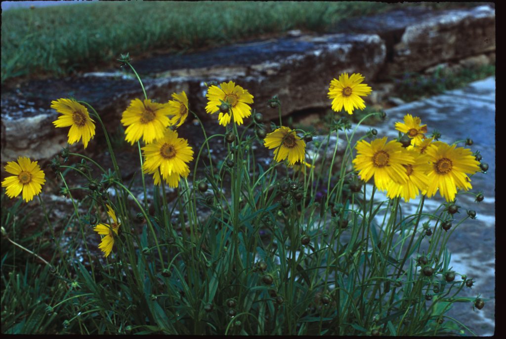 Pollinators Hamilton Native Outpost