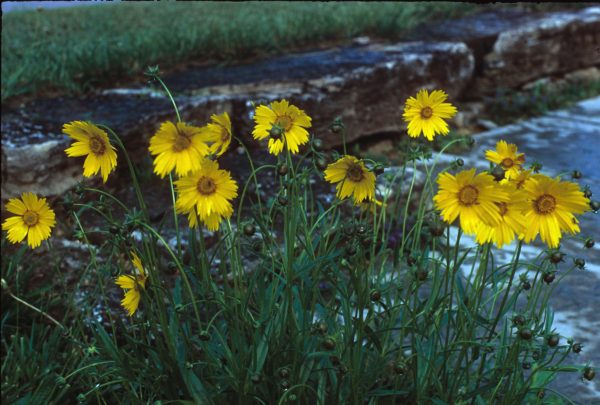 Coreopsis, Tickseed (Coreopsis lanceolata), native wildflower, Hamilton Native Outpost