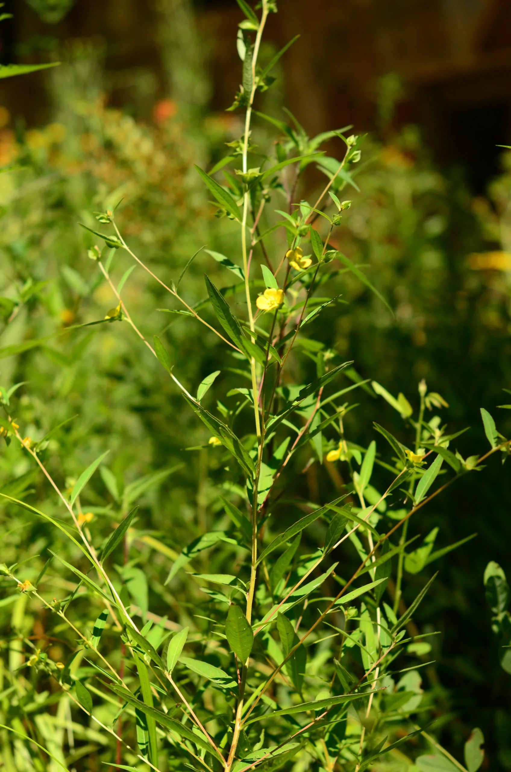 Seed Box