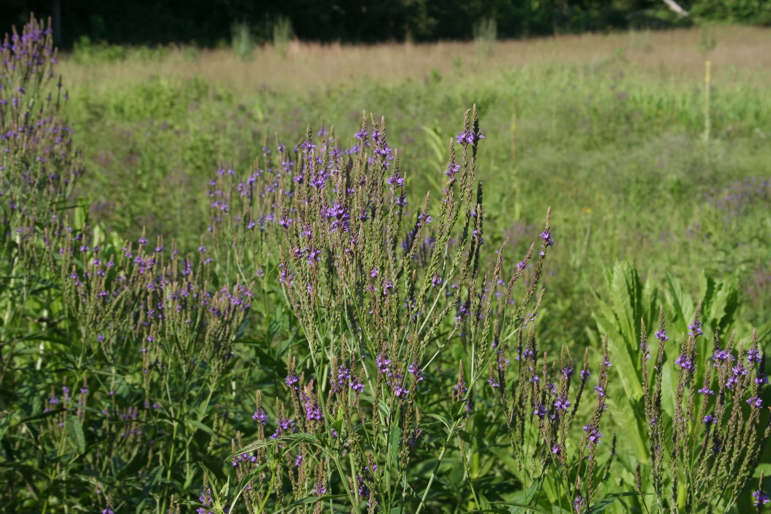 Blue Vervain (Verbena hastata), wildflower, hamilton native outpost