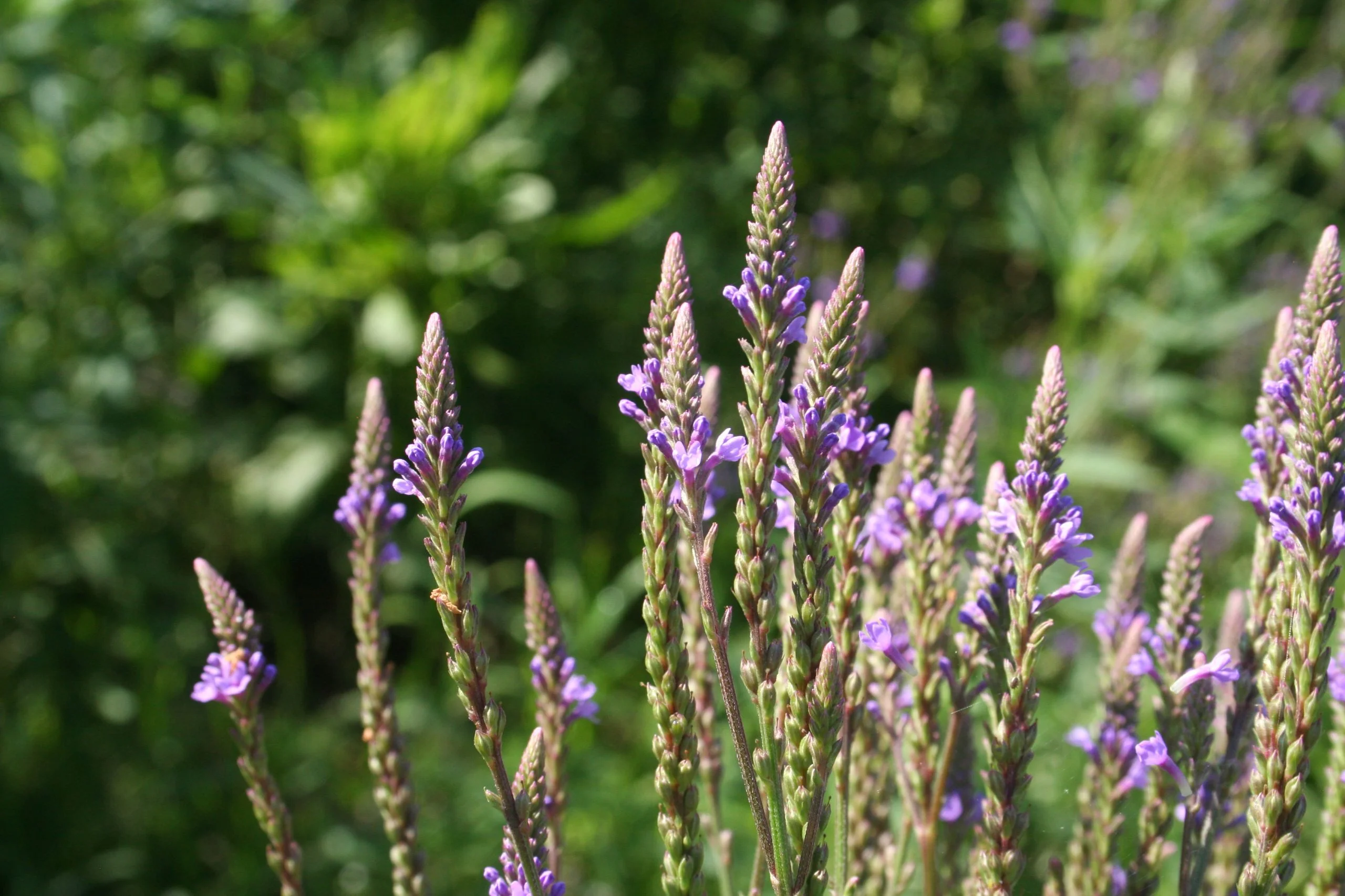 Blue Vervain (Verbena hastata), wildflower, hamilton native outpost