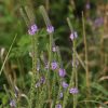 Hoary Vervain (Verbena stricta), wildflower, Hamilton Native Outpost