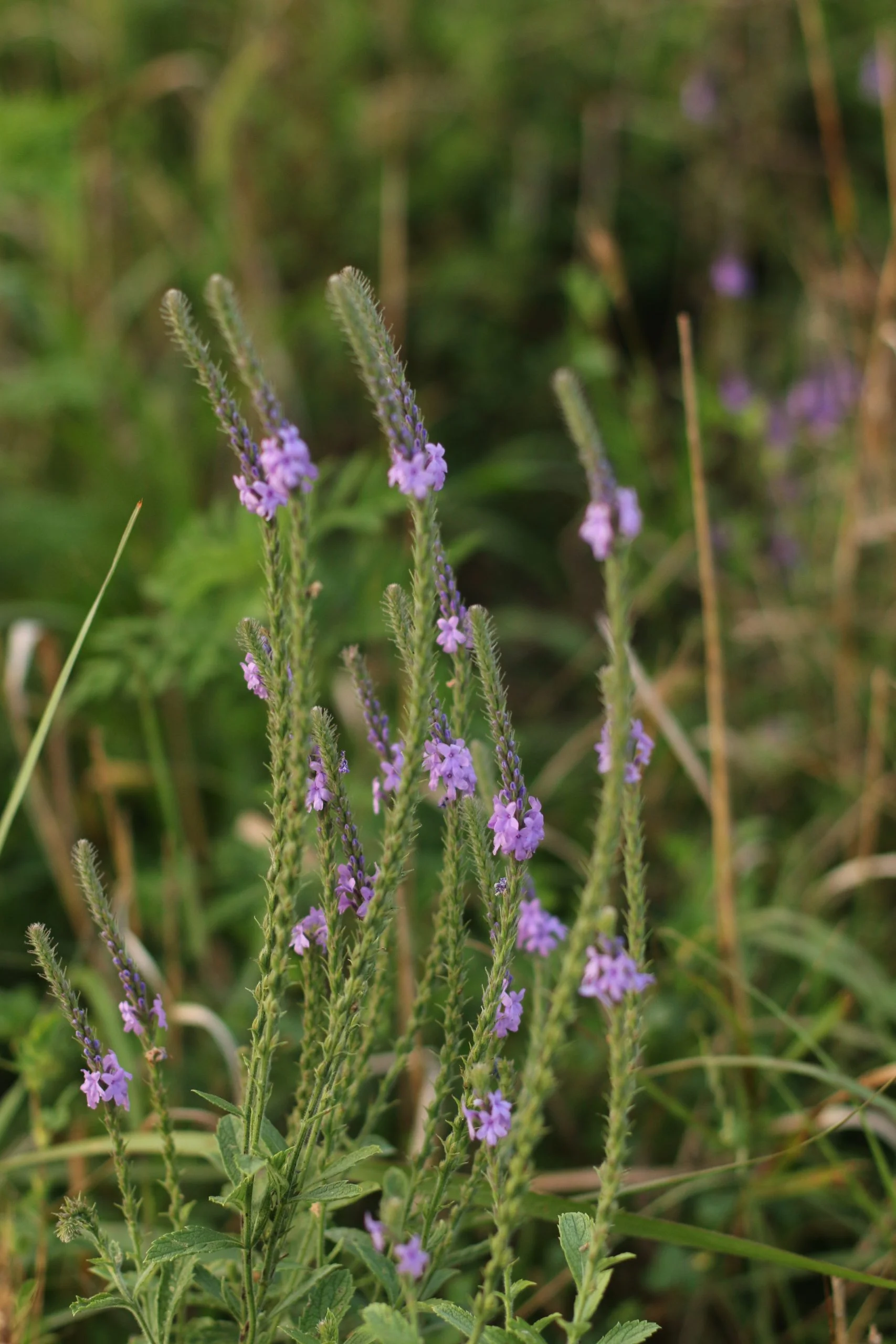 Hoary Vervain (Verbena stricta), wildflower, Hamilton Native Outpost