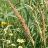 Prairie Wedge Grass (Sphenopholis obtusata), grass, Hamilton Native Outpost