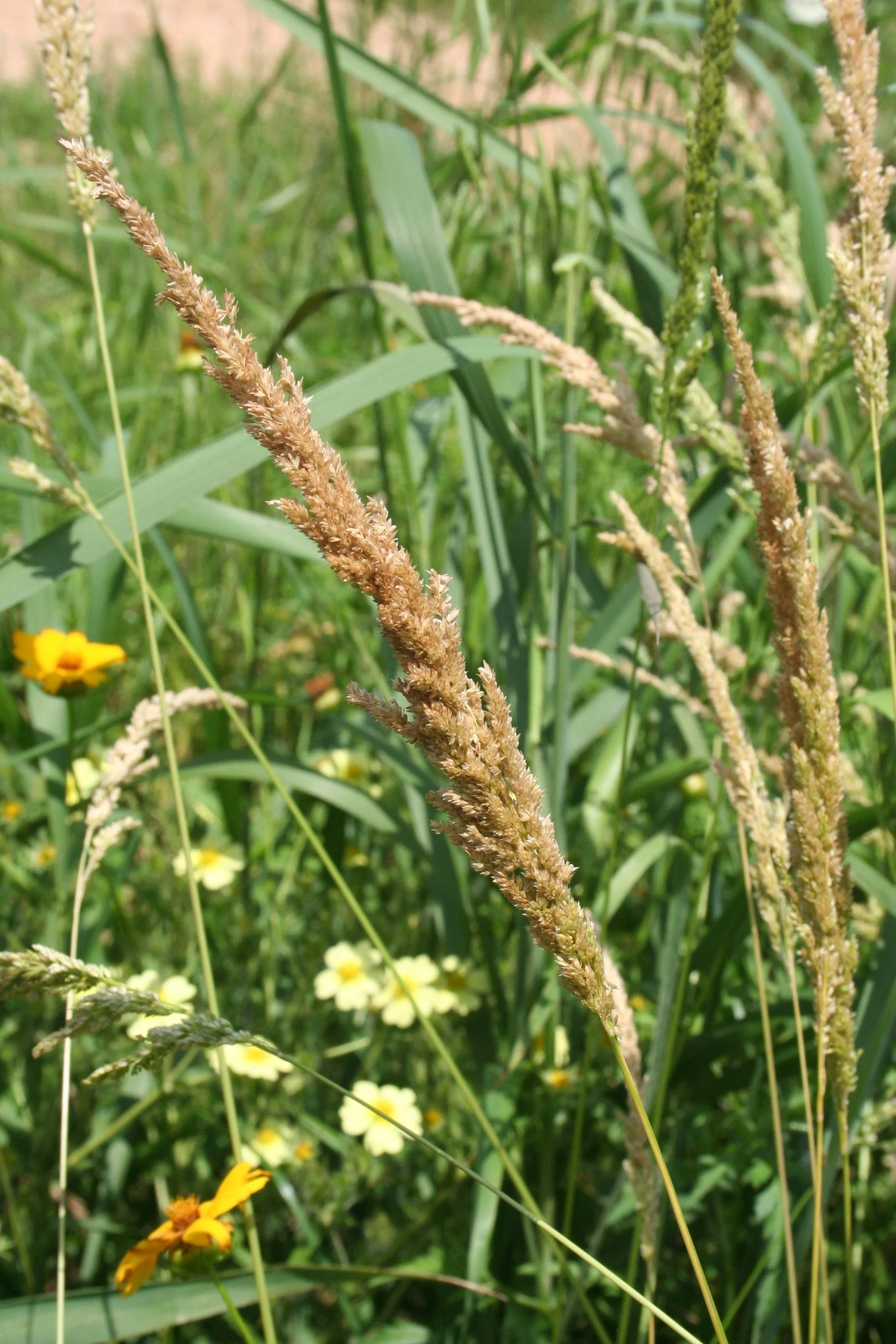 Prairie Wedge Grass (Sphenopholis obtusata), grass, Hamilton Native Outpost