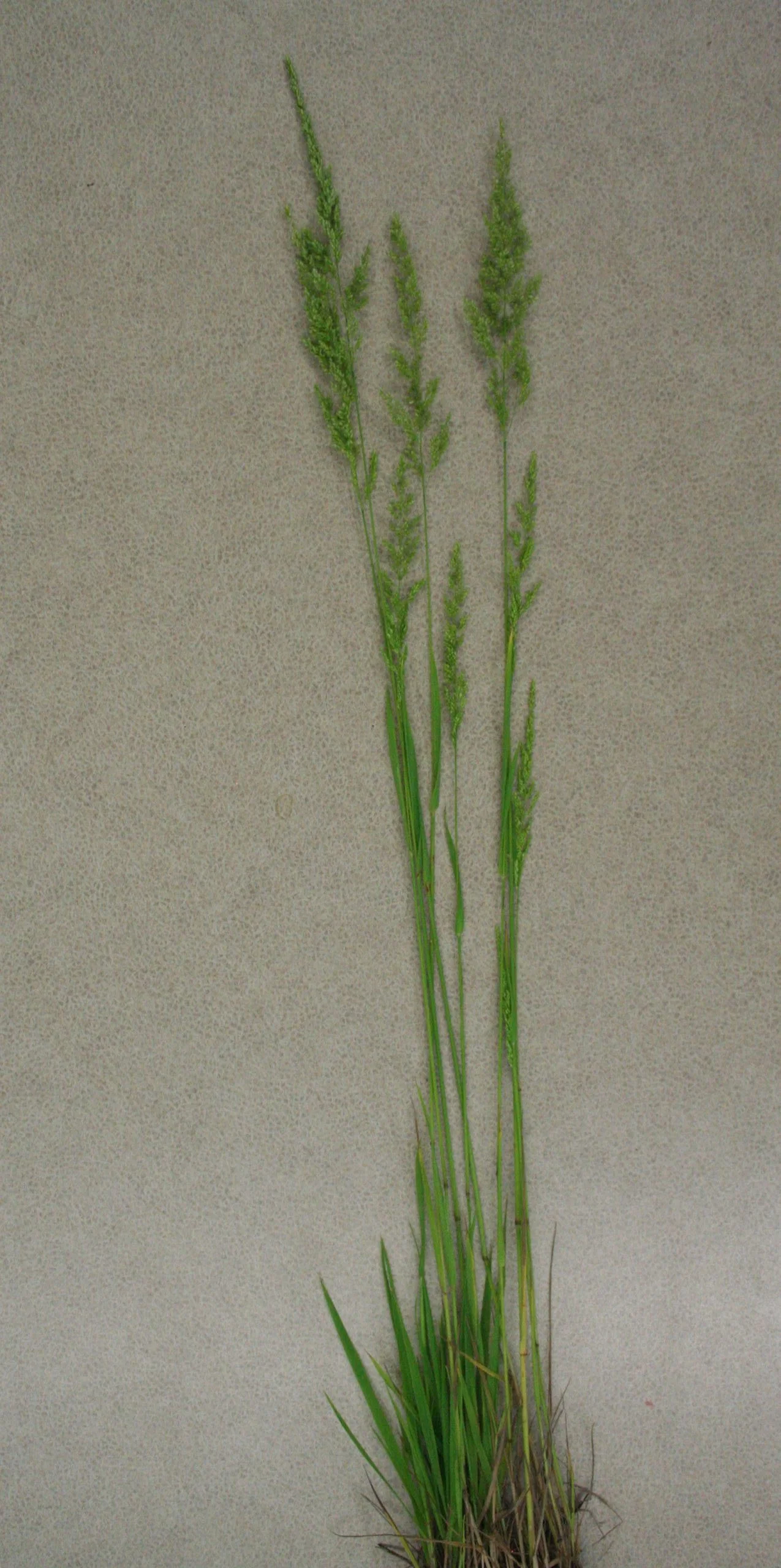 Prairie Wedge Grass (Sphenopholis obtusata), grass, Hamilton Native Outpost