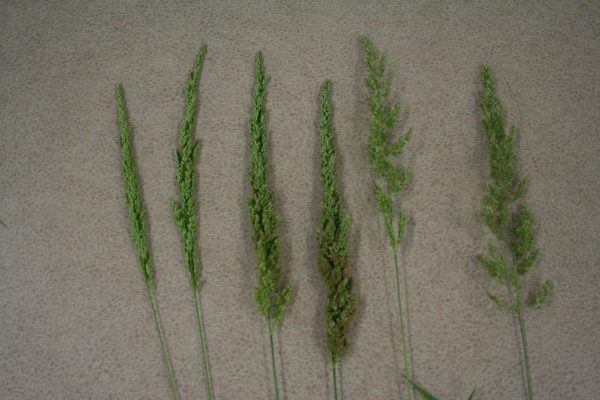 Prairie Wedge Grass (Sphenopholis obtusata), grass, Hamilton Native Outpost