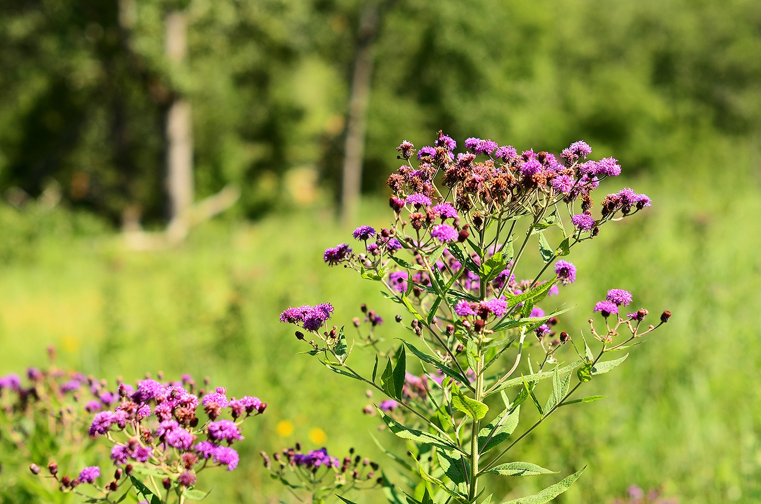 Ironweed, Western - Image 3