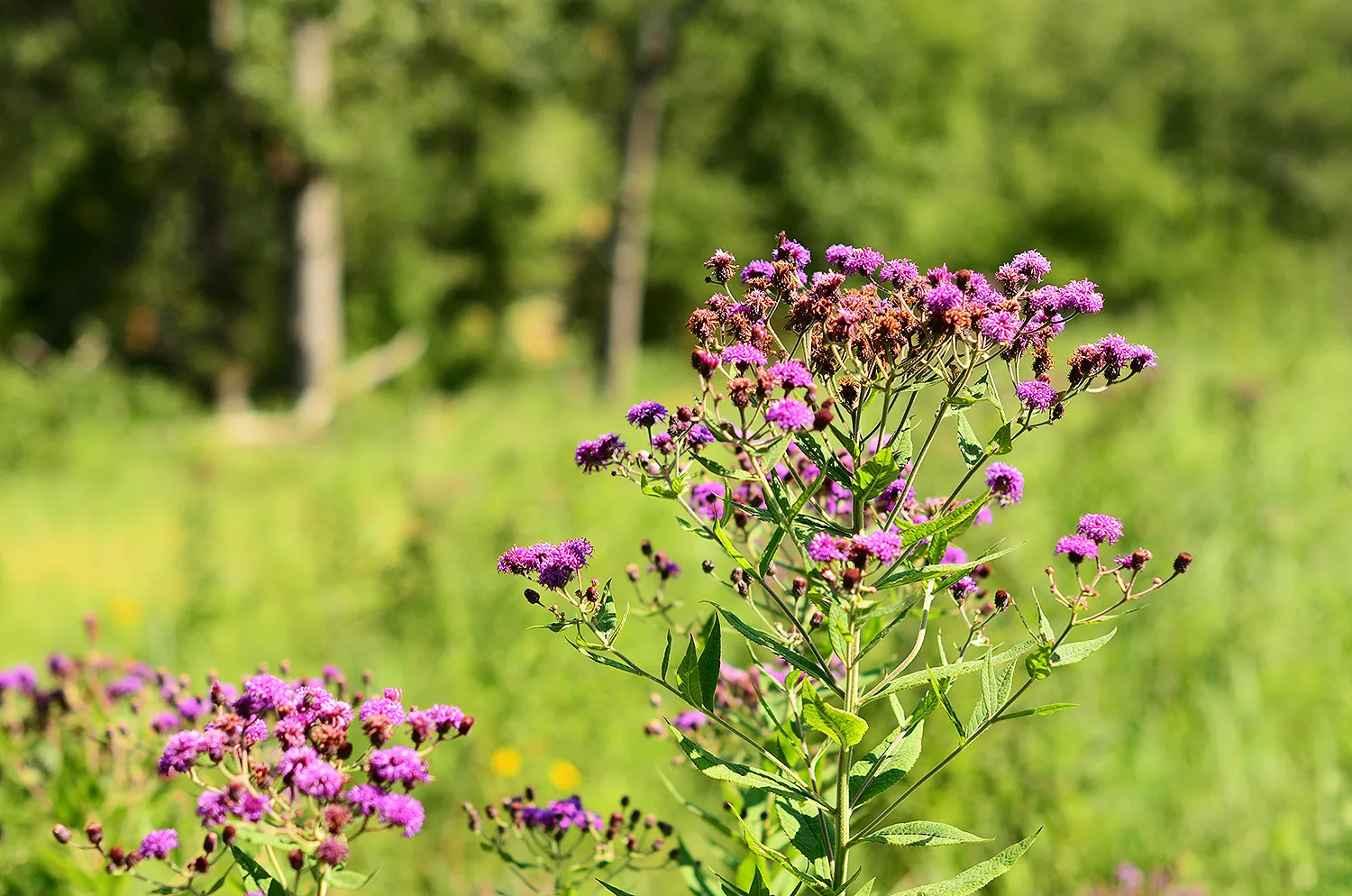 Ironweed, Western - Image 3