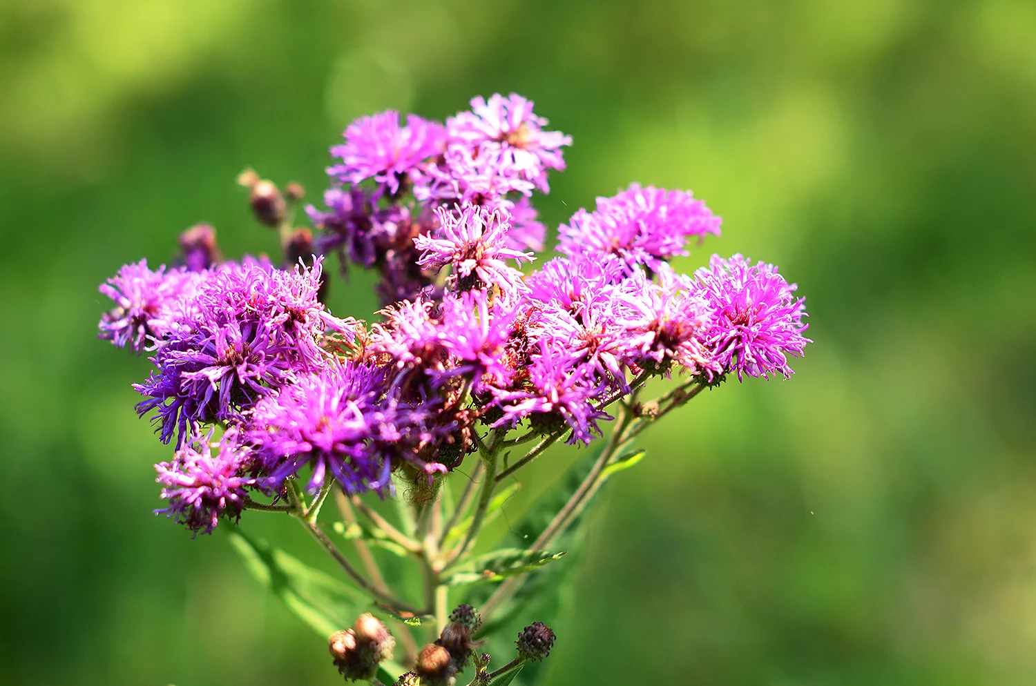 Ironweed, Western - Image 4
