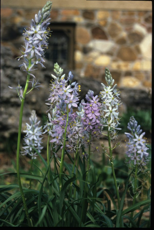 Wild Hyacinth (Camassia scilloides), wildflower, Hamilton Native Outpost