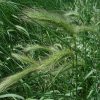 Wild Rye, Canada (Elymus canadensis), native grass, Hamilton Native Outpost