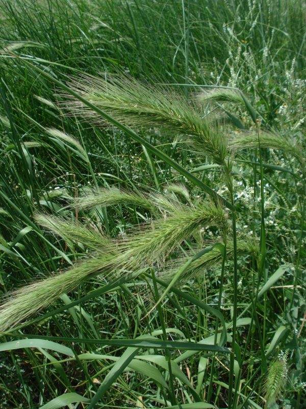 Wild Rye, Canada (Elymus canadensis), native grass, Hamilton Native Outpost