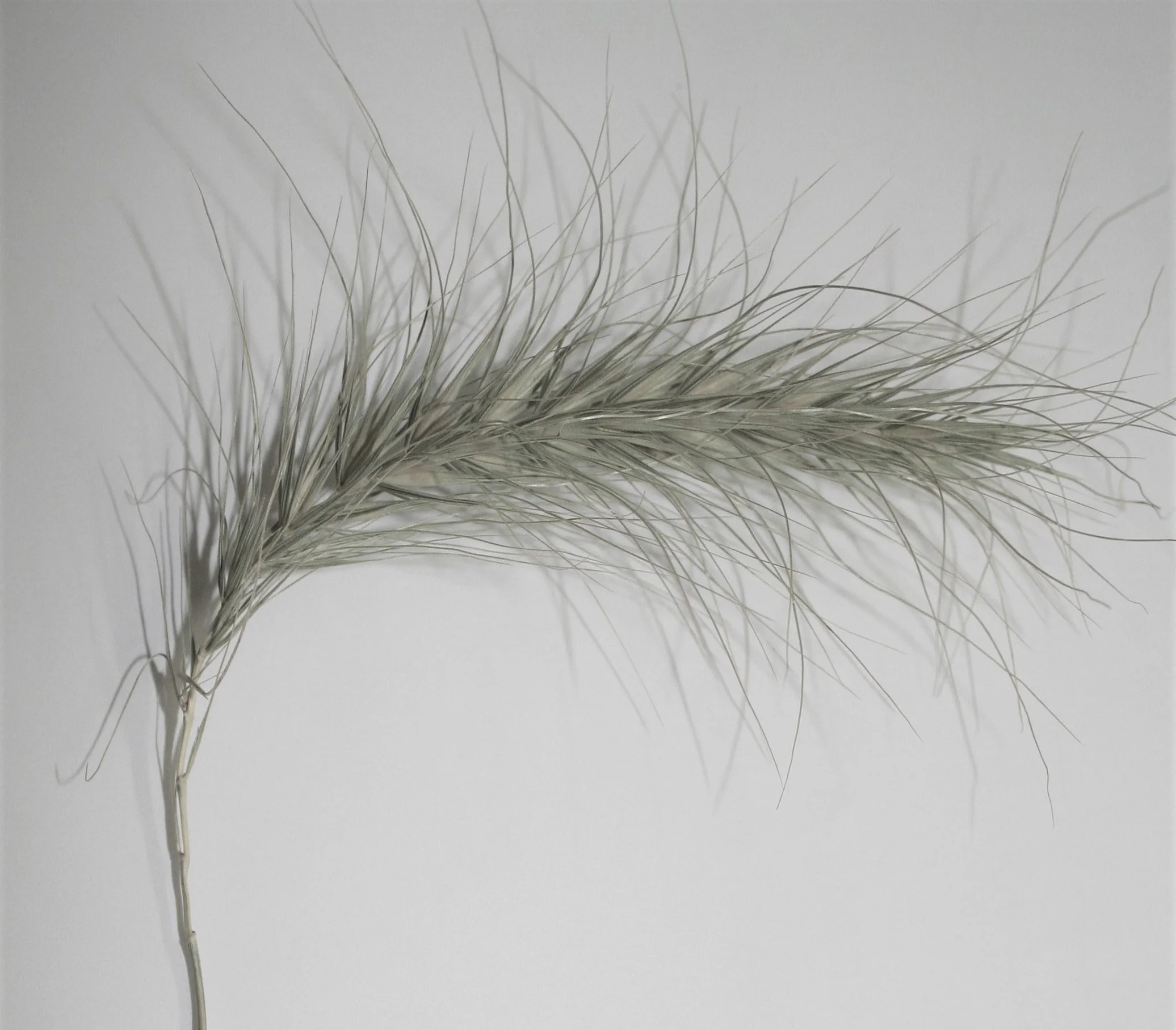 Wild Rye, Canada (Elymus canadensis), native grass, Hamilton Native Outpost