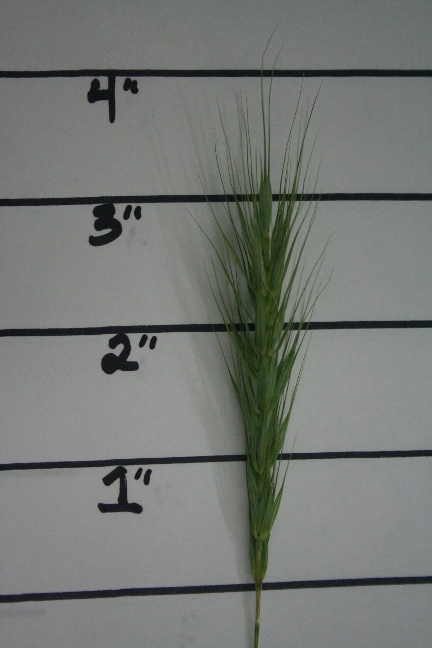 Early Wild Rye (Elymus macgregorii), native grass, Hamilton Native Outpost