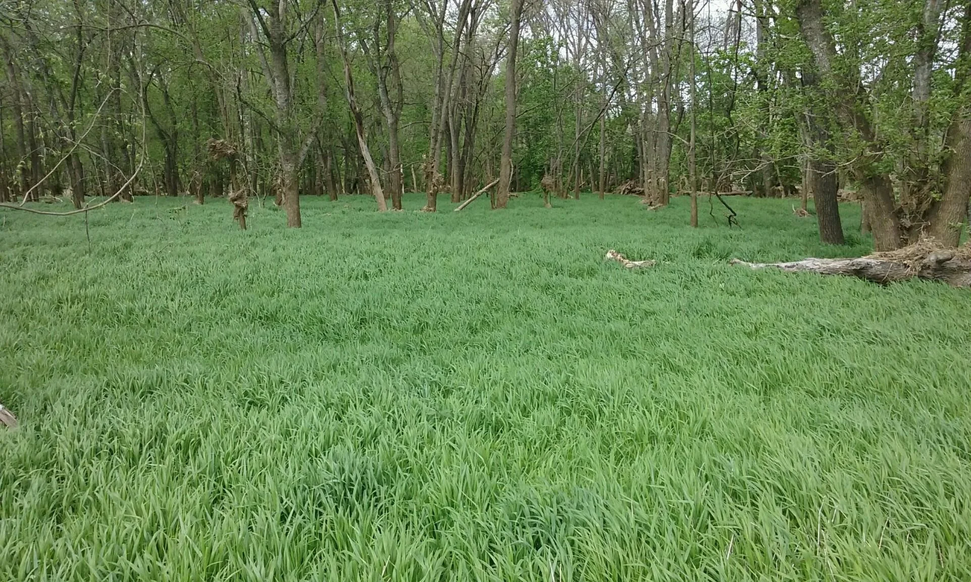 Early Wild Rye (Elymus macgregorii), native grass, Hamilton Native Outpost