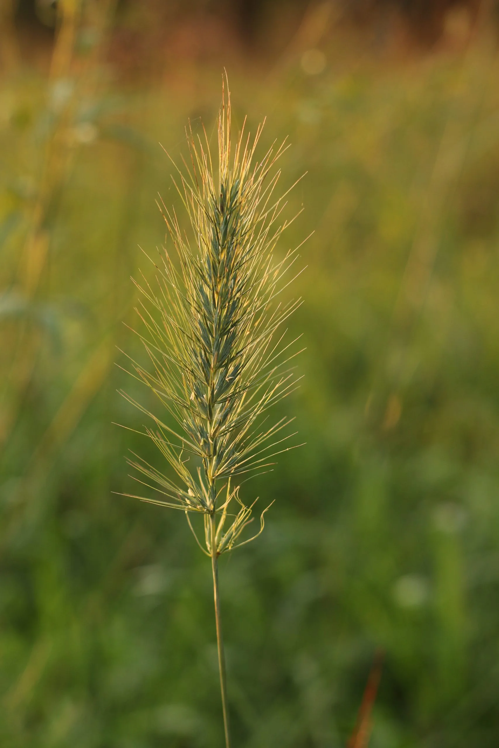 Southeastern Wildrye (E. virginicus var glabriflorus), grass, Hamilton Native Outpost