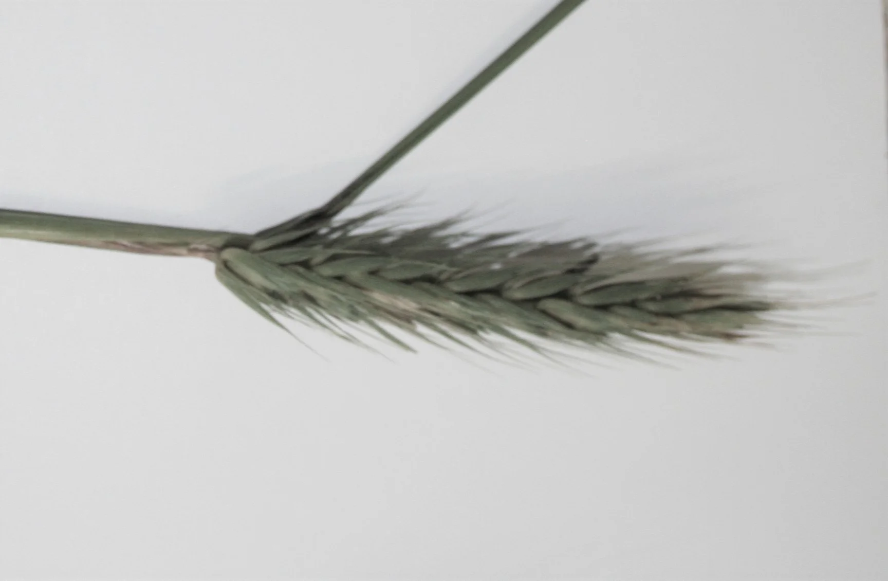 Virginia Wild Rye (Elymus virginicus), grass, Hamilton native Outpost