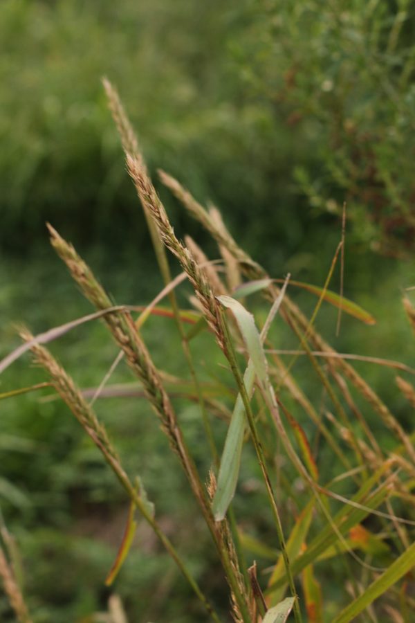 Virginia Wild Rye (Elymus virginicus), grass, Hamilton native Outpost