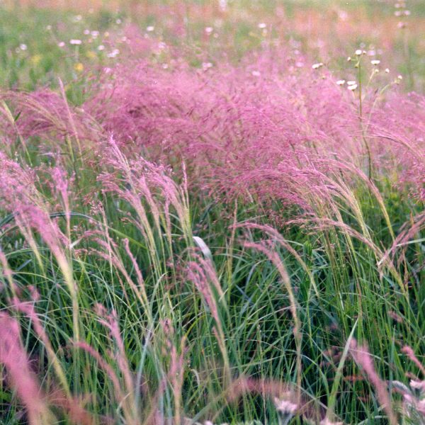 Bentgrass, Winter (Agrostis hyemalis), native grass, Hamilton Native Outpost