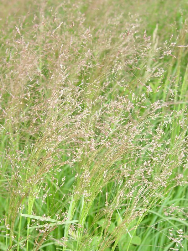 Bentgrass, Winter (Agrostis hyemalis), native grass, Hamilton Native Outpost
