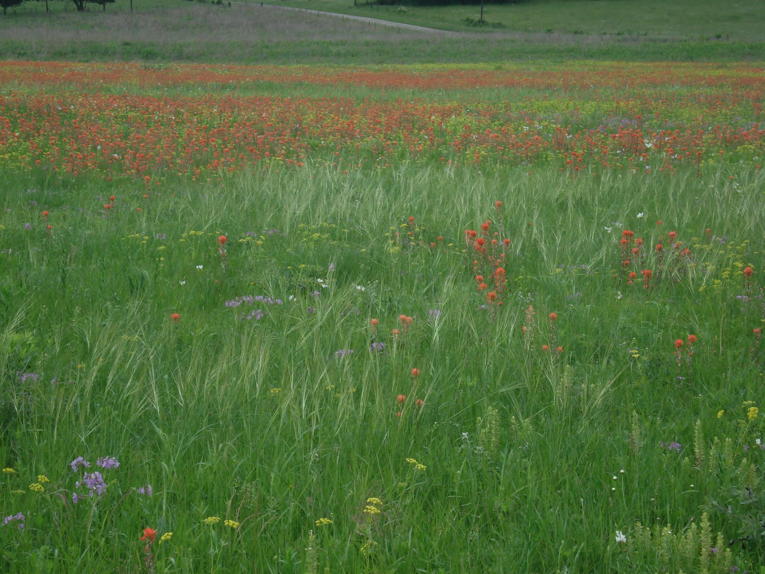 Porcupine Grass (Stipa spartea), Indian Paintbrush (Castilleja coccinea), Shooting Star, (Dodecatheon meadia), Golden Alexander (Zizia aurea), wildflower, grass, hamilton native outpost