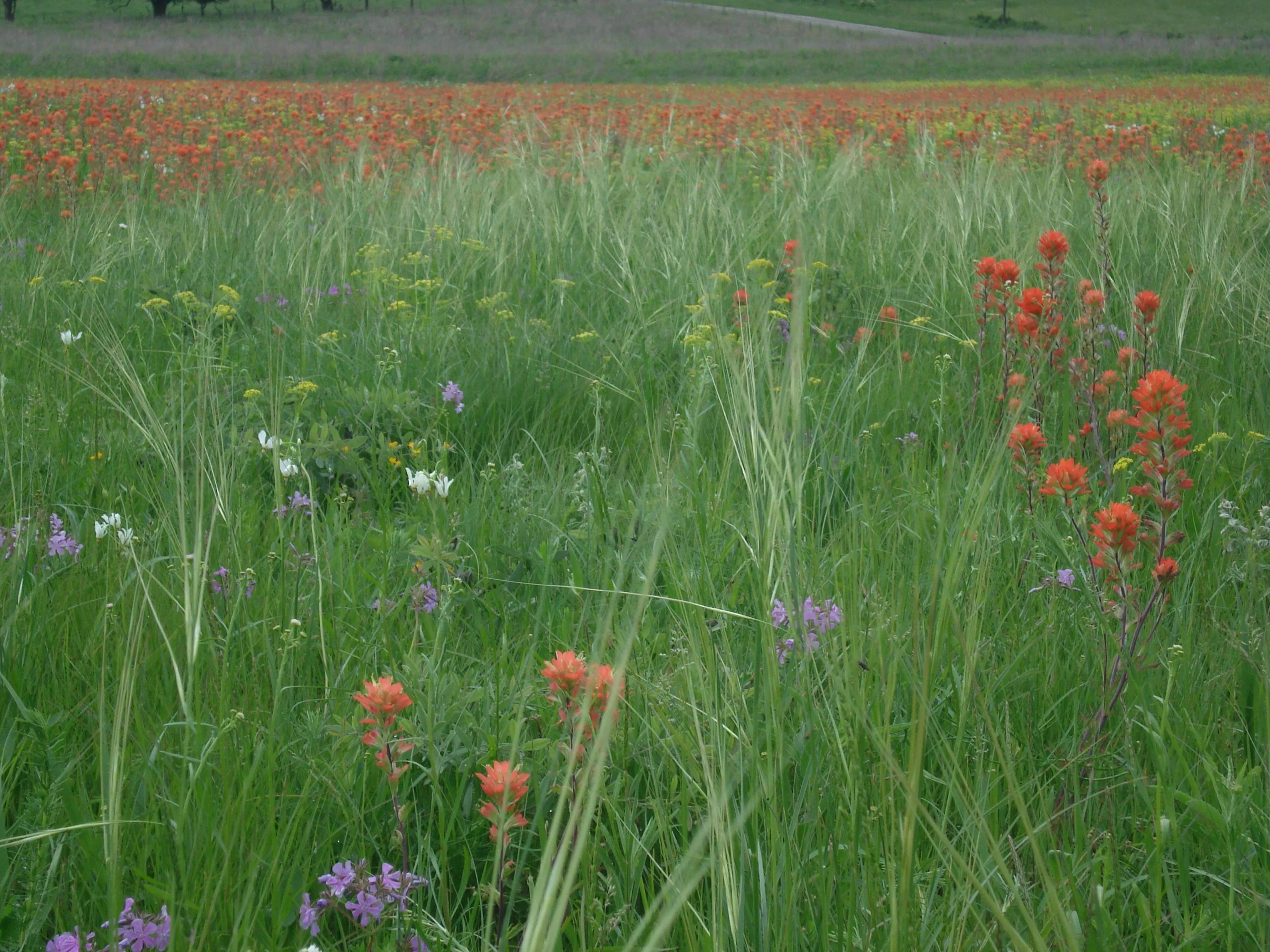 Porcupine Grass (Stipa spartea), Indian Paintbrush (Castilleja coccinea), Shooting Star, (Dodecatheon meadia), Golden Alexander (Zizia aurea), wildflower, grass, hamilton native outpost