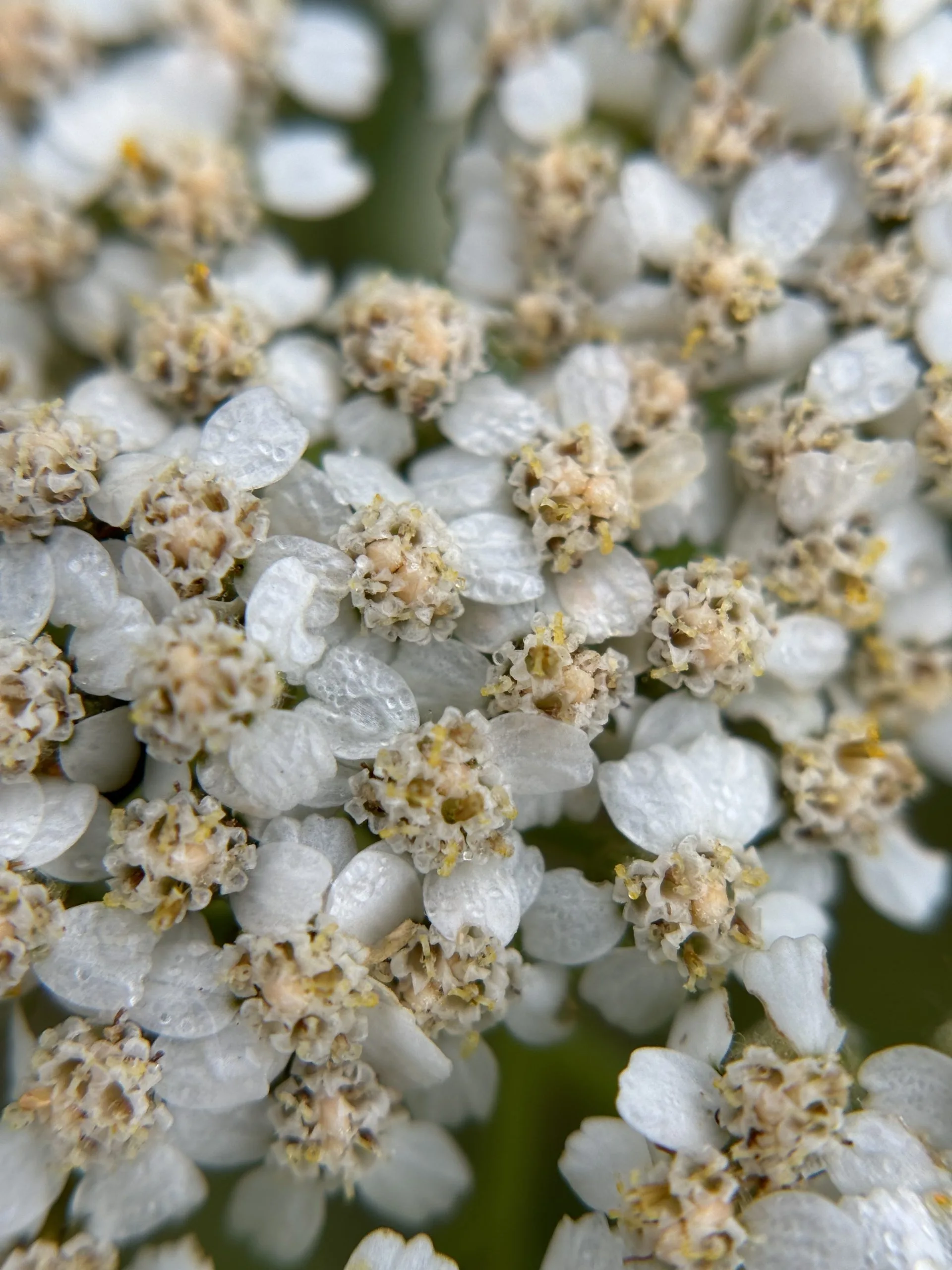 Yarrow